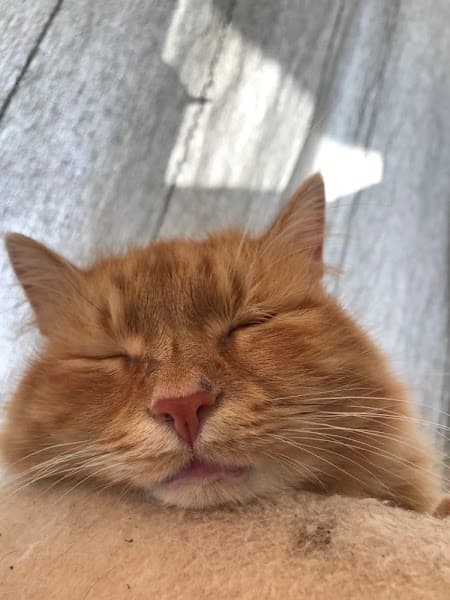 American Scrap Co. at 1635 E Madison Ave, Des Moines, IA 50313