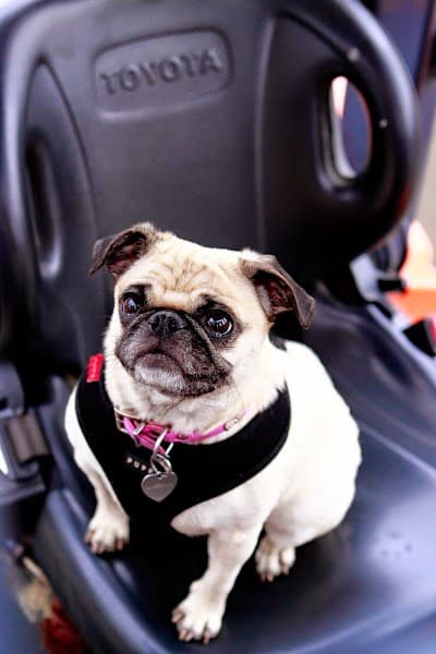 East Coast Auto Salvage Inc at 733 Killingworth Rd, Higganum, CT 06441