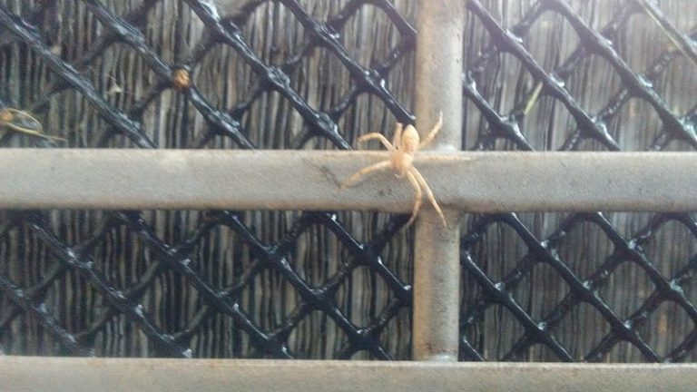 Bumper To Bumper Auto PartsCrow Burlingame at 18306 MacArthur Dr North Little Rock AR 72118 1 1 768x432