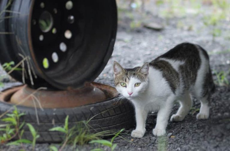 Lewaposs Auto Service Salvage at 6516 S Roxbury Mill Rd Spotsylvania Courthouse VA 22551 2 1 768x505