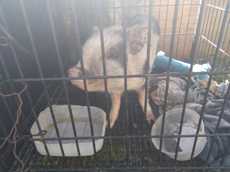 West Side Salvage at 3131 W 9th Dr West Terre Haute IN 47885 2 768x576